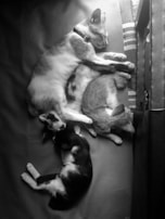 A group of cats lounging together on a cozy blanket.