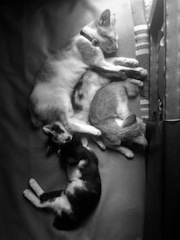 A group of happy shelter cats lounging together in a cozy corner.