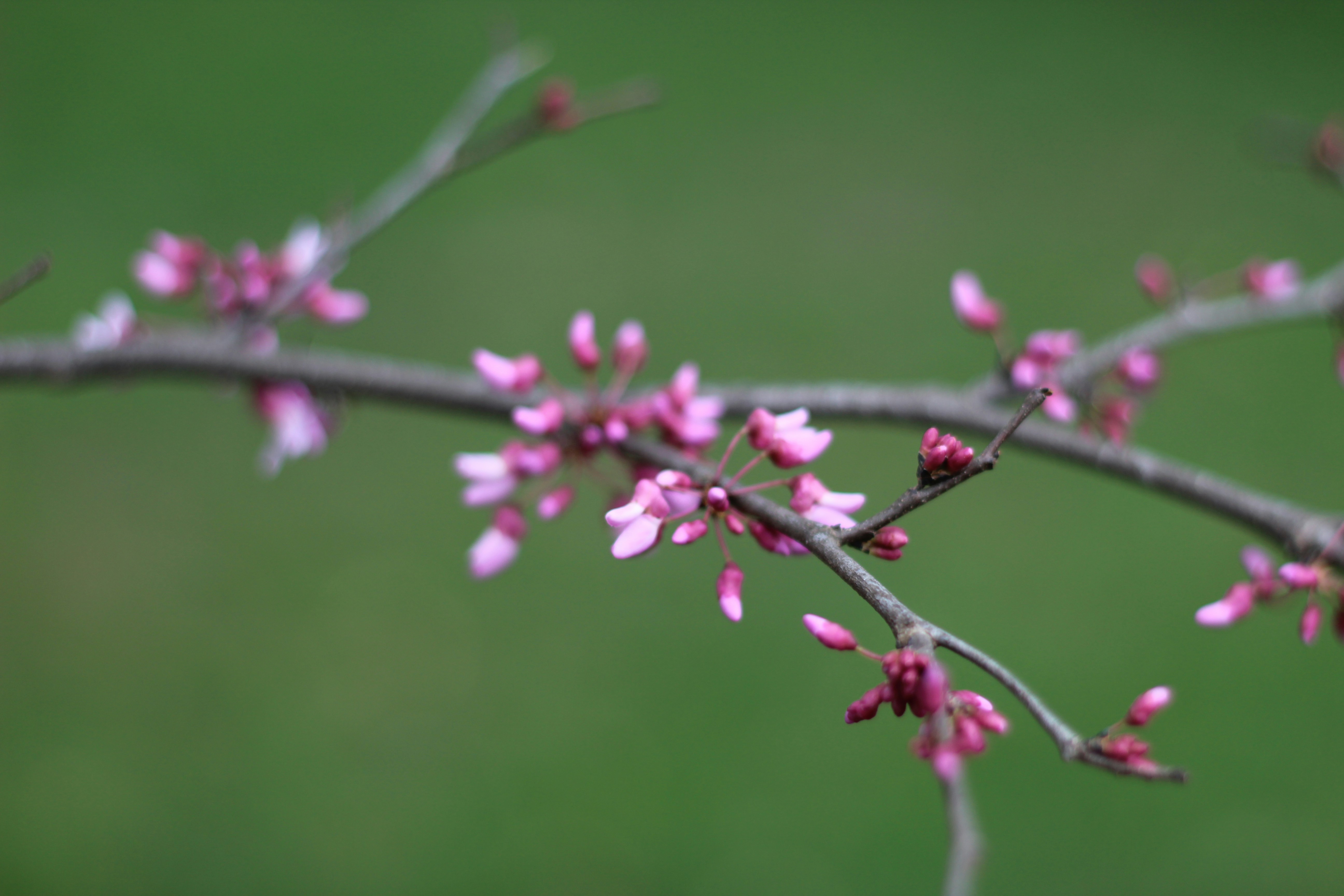 Free Unsplash photo from Hannah Robertson