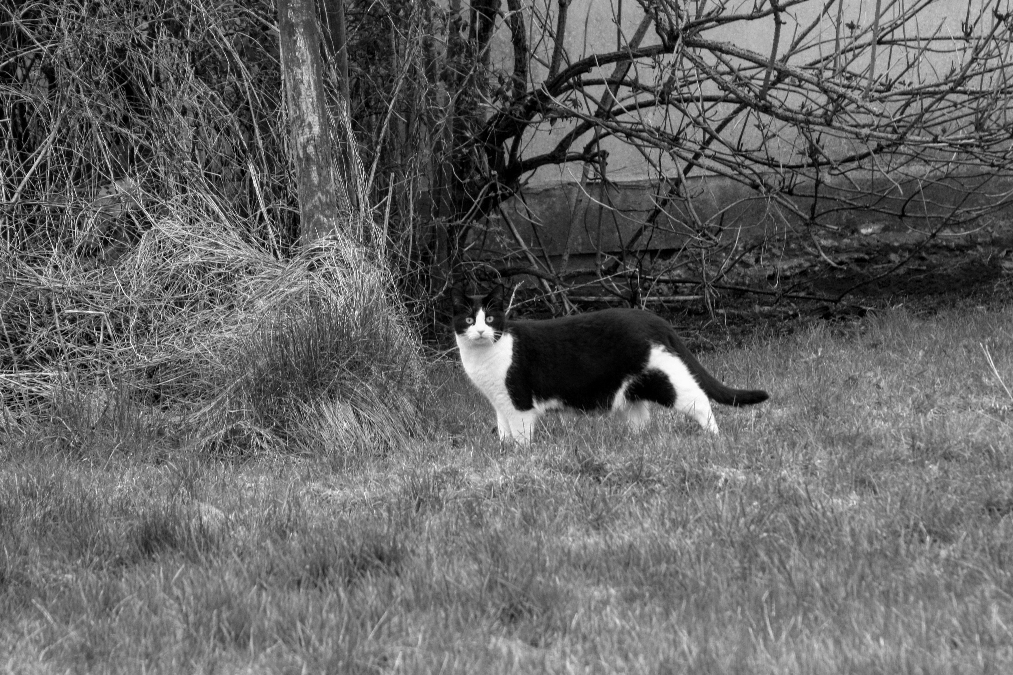 Free Unsplash photo from Benjamin Lyngsø