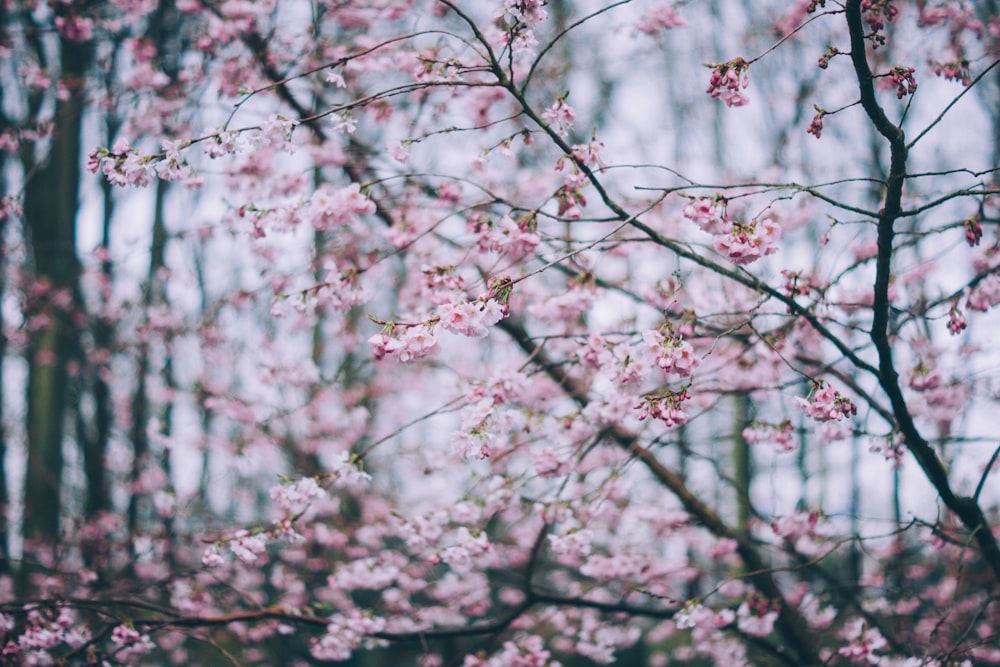 Selektives Fokusfoto der rosa Kirschblüte