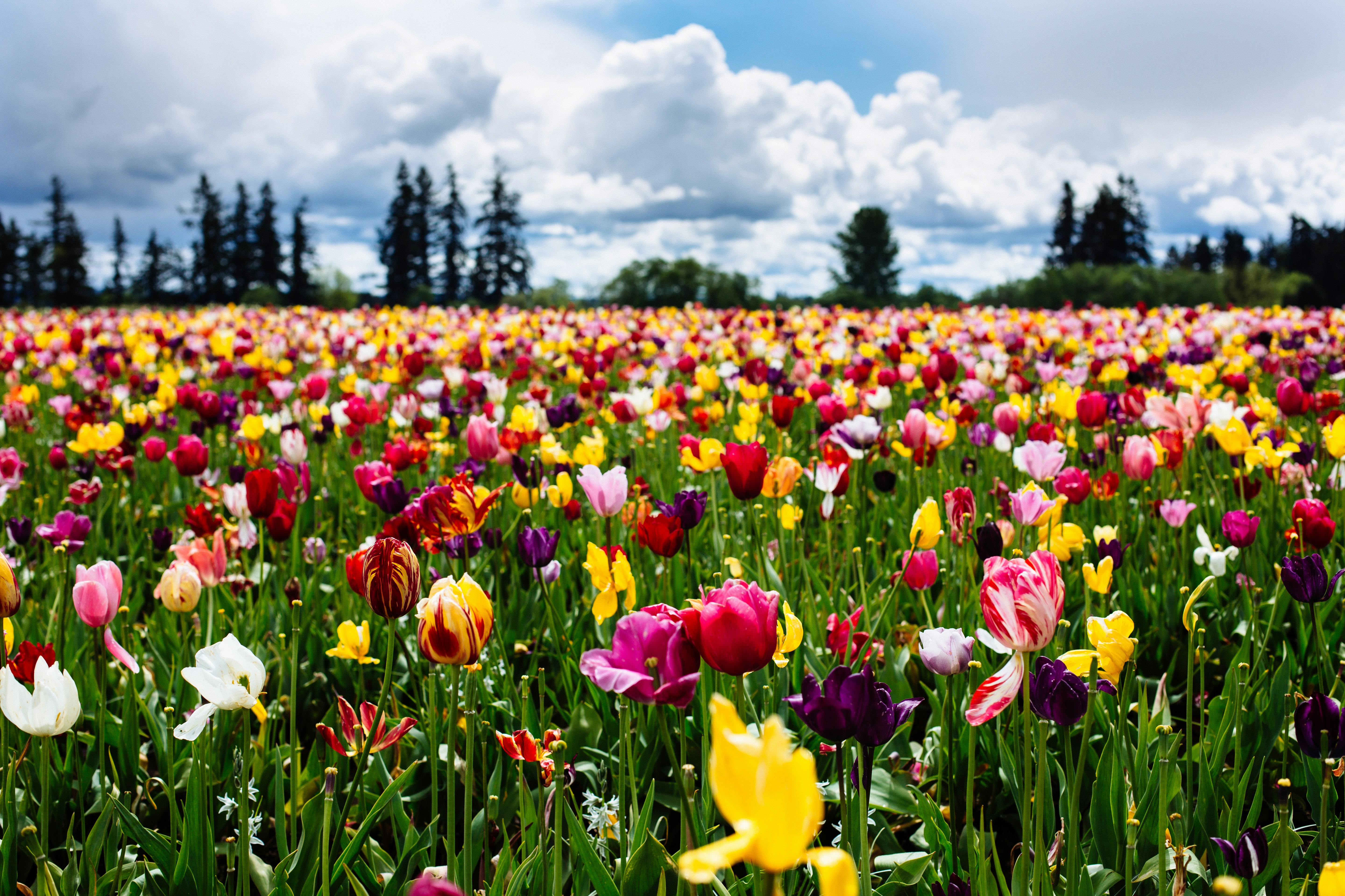 Free Unsplash photo from Thomas Lawn