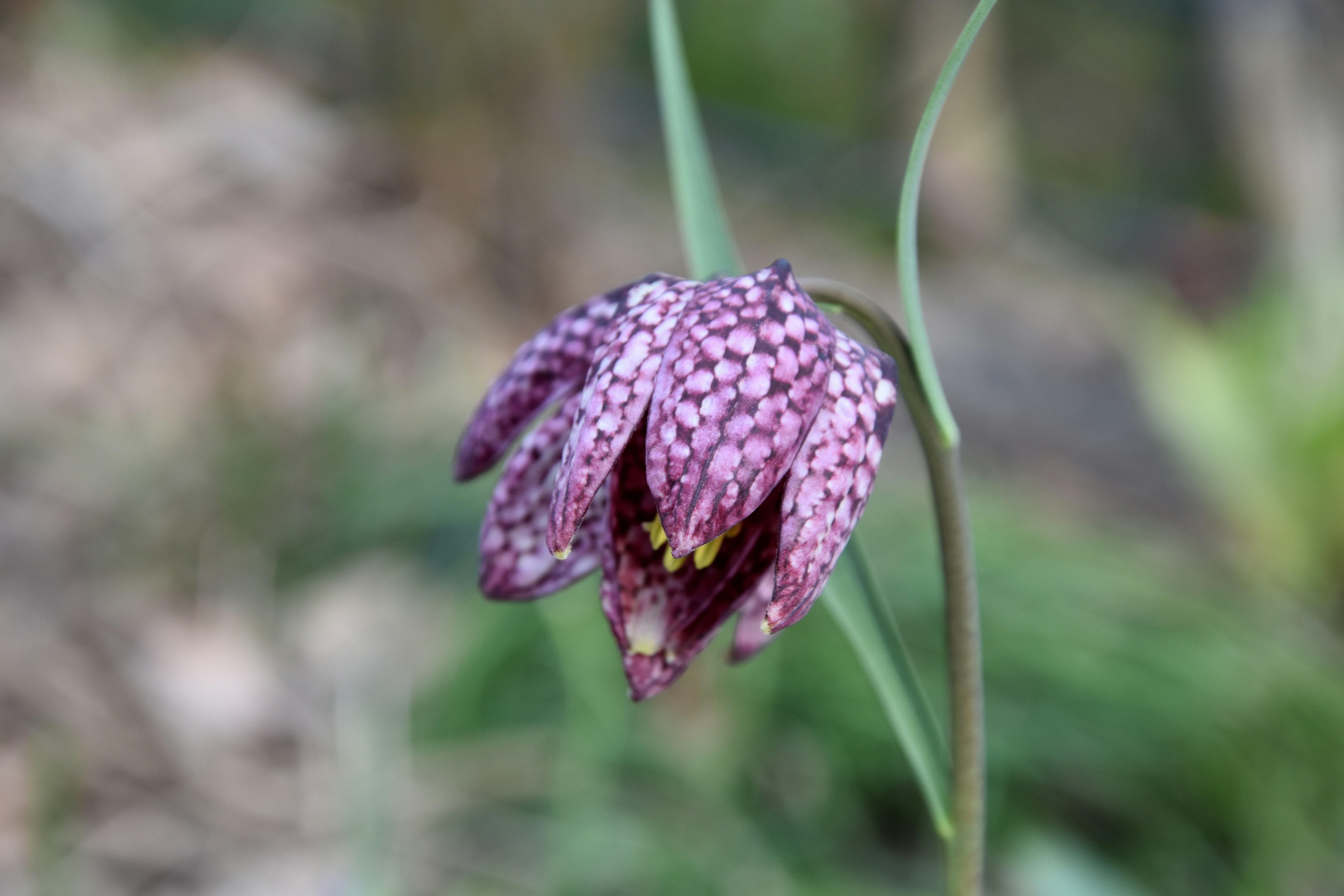 Free Unsplash photo from Medena Rosa