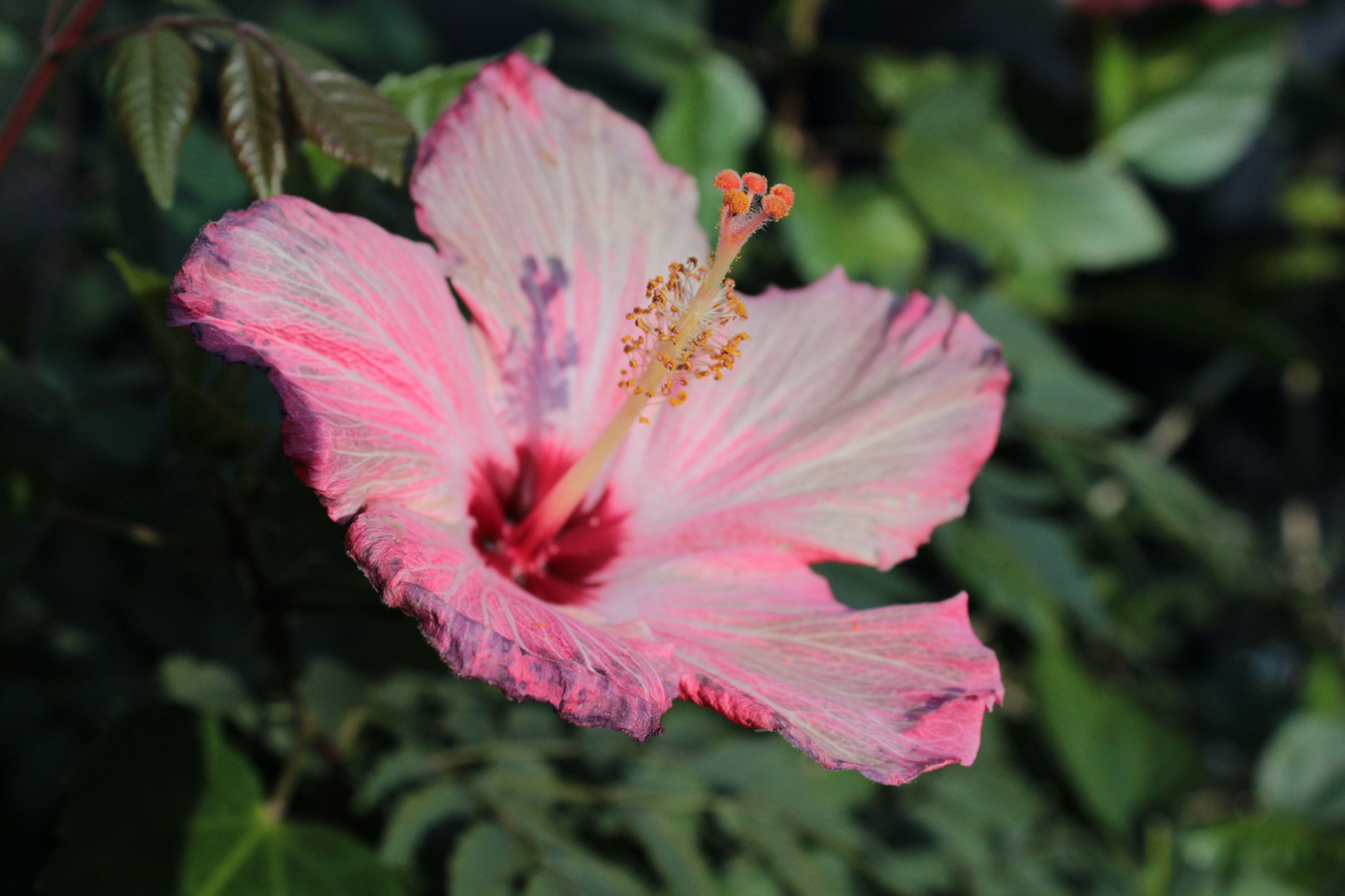 Free Unsplash photo from Lo Sarno