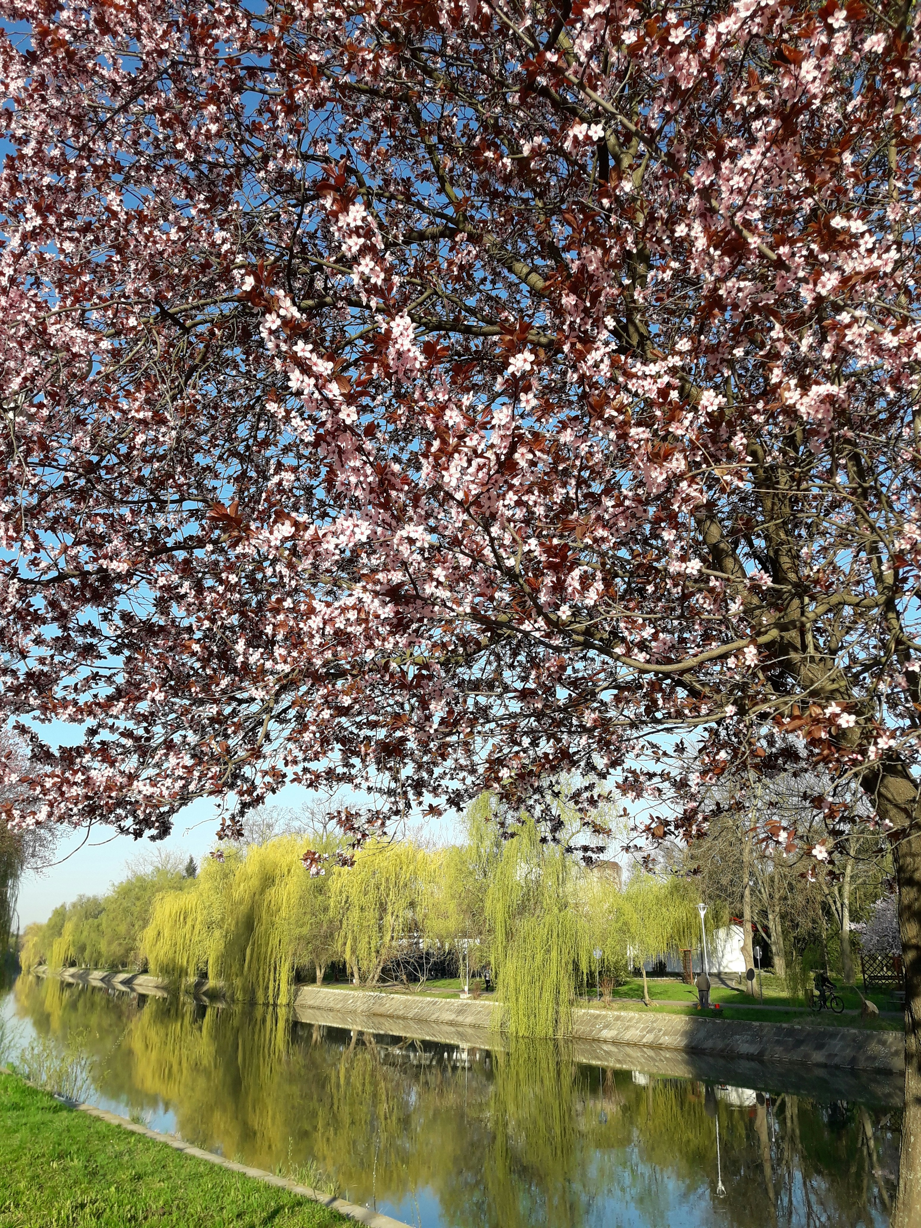 Free Unsplash photo from Flavius Avramescu