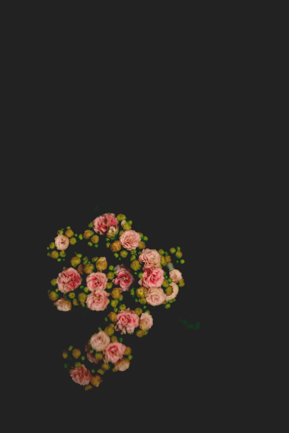 flores de pétalos rosados
