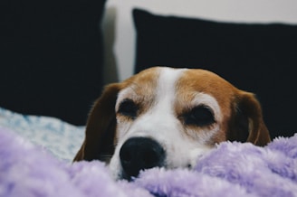 A peaceful scene of a sleeping beagle curled up on a cozy blanket, bathed in warm light.