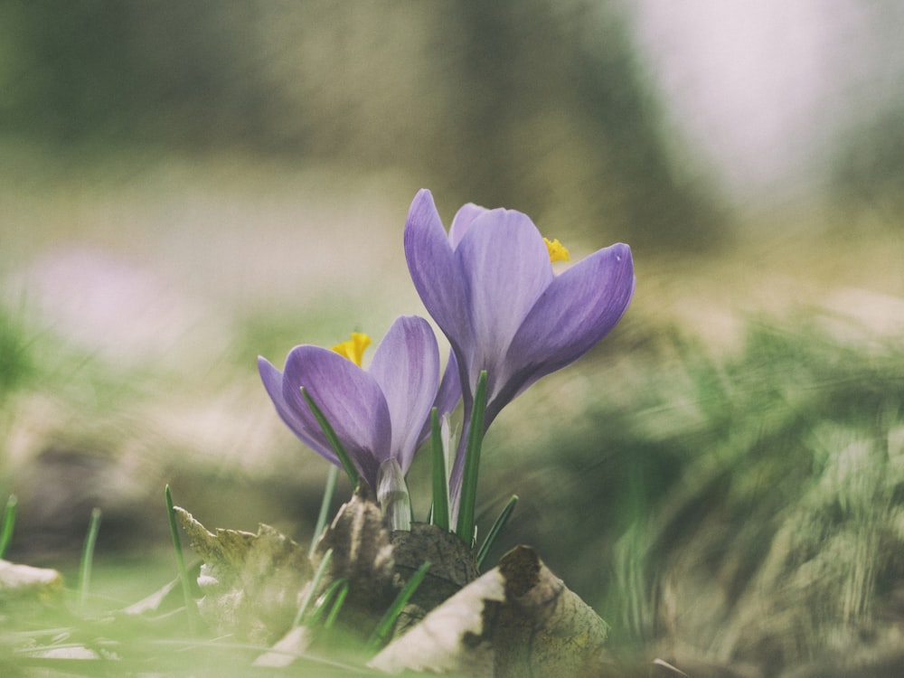 blooming purple flowers