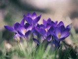purple petal flower close-up photo