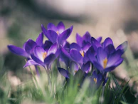 purple petal flower close-up photo
