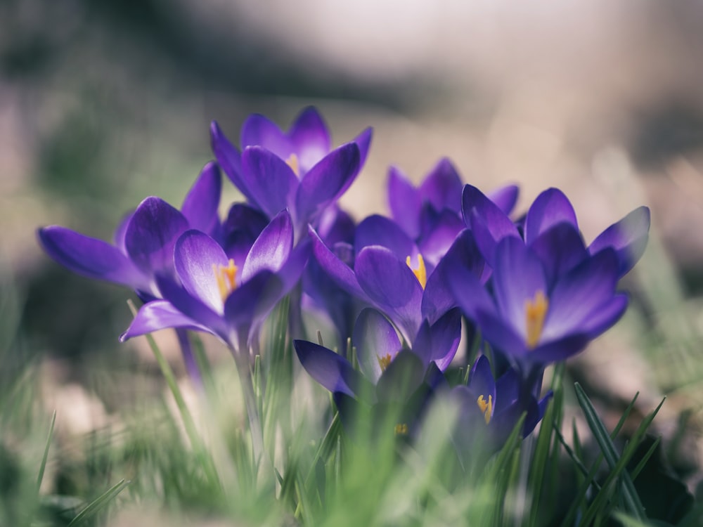 Foto de primer plano de flor de pétalo púrpura