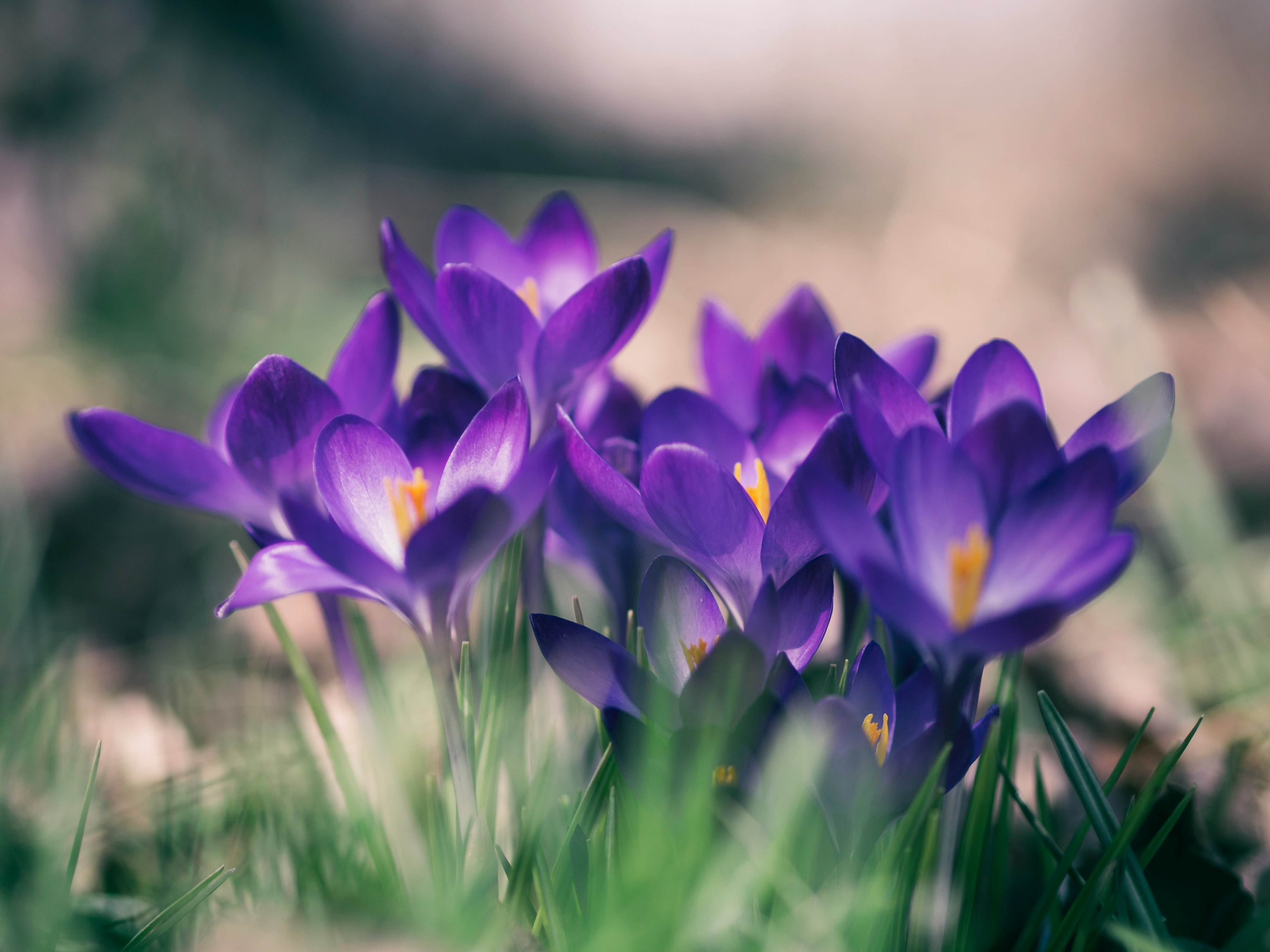 purple petal flower close-up photo