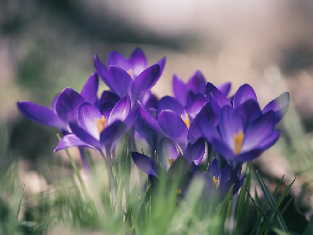 purple petal flower close-up photo