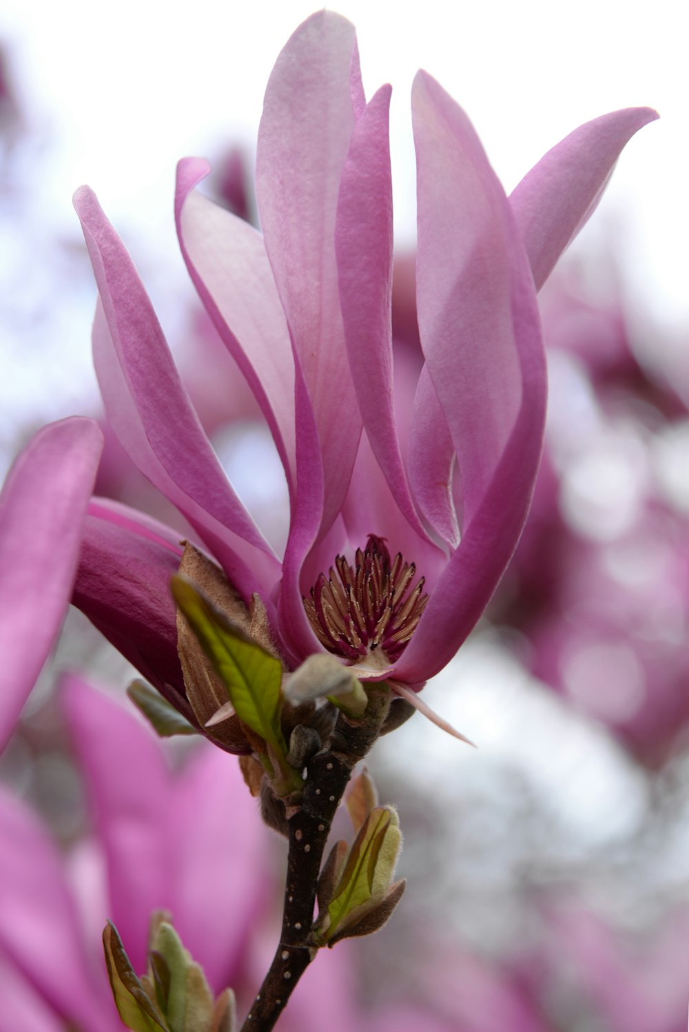 A macro shot of a pink and white flower.