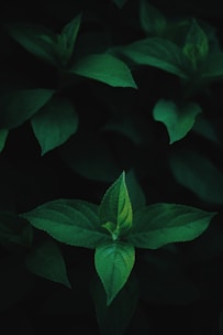 A close-up of moringa leaves on a wooden table, highlighting their rich green color.