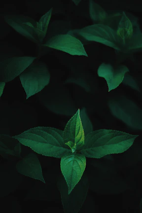 Close-up of vibrant lime green leaves with black background highlighting texture.
