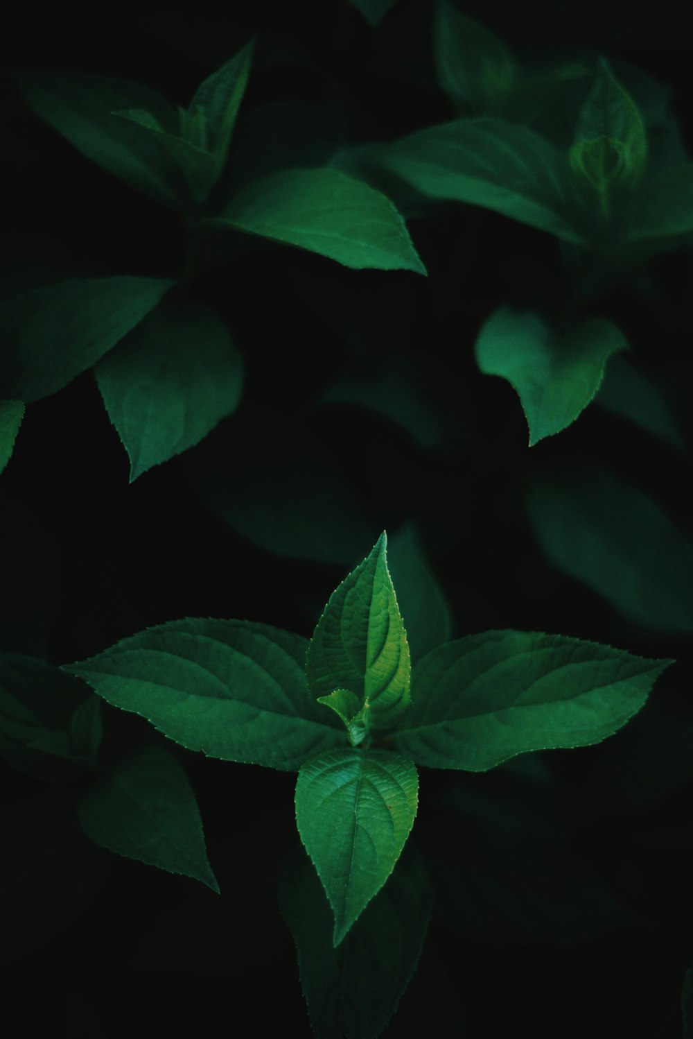 menthe verte sur fond noir