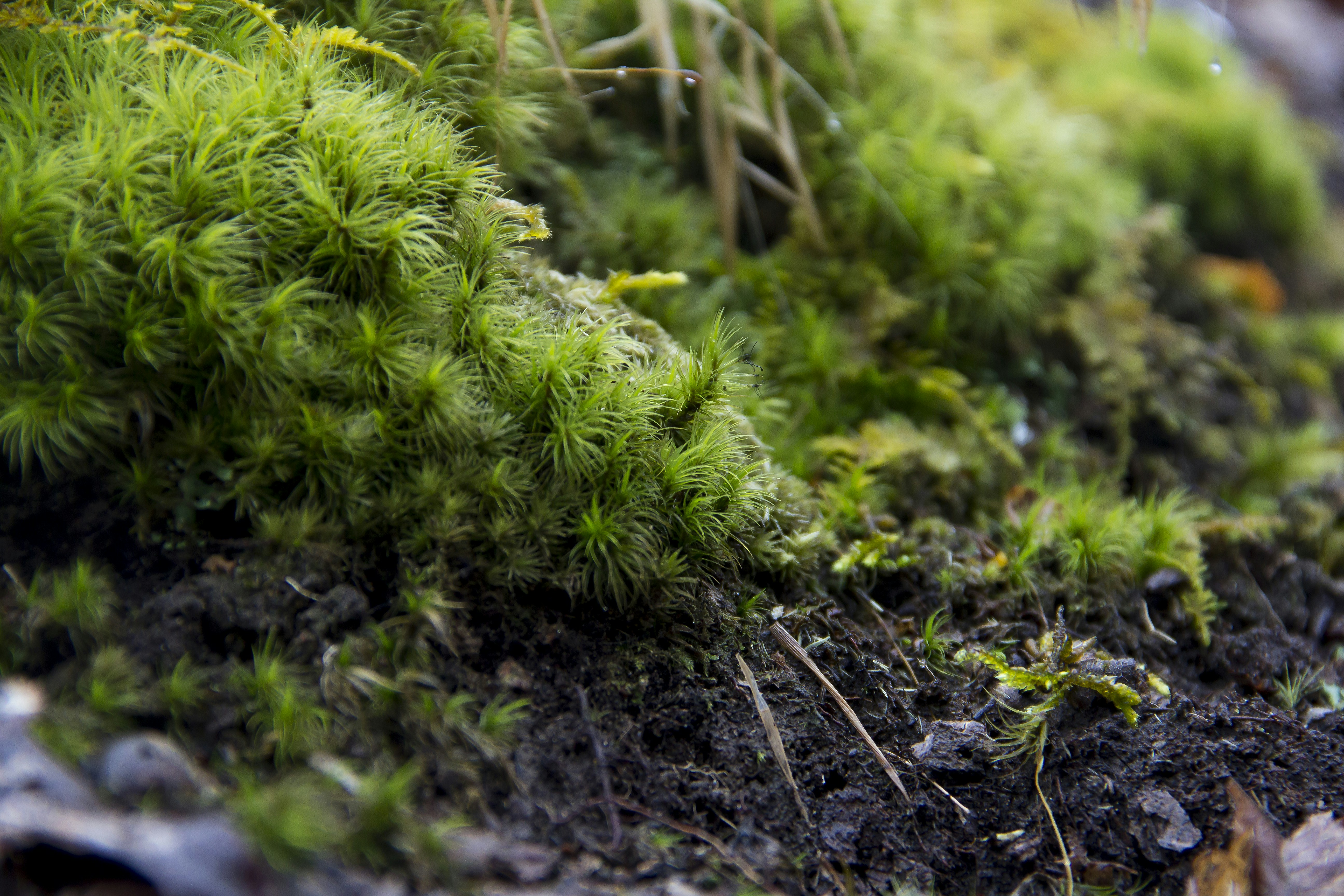 Free Unsplash photo from Danny Robinson