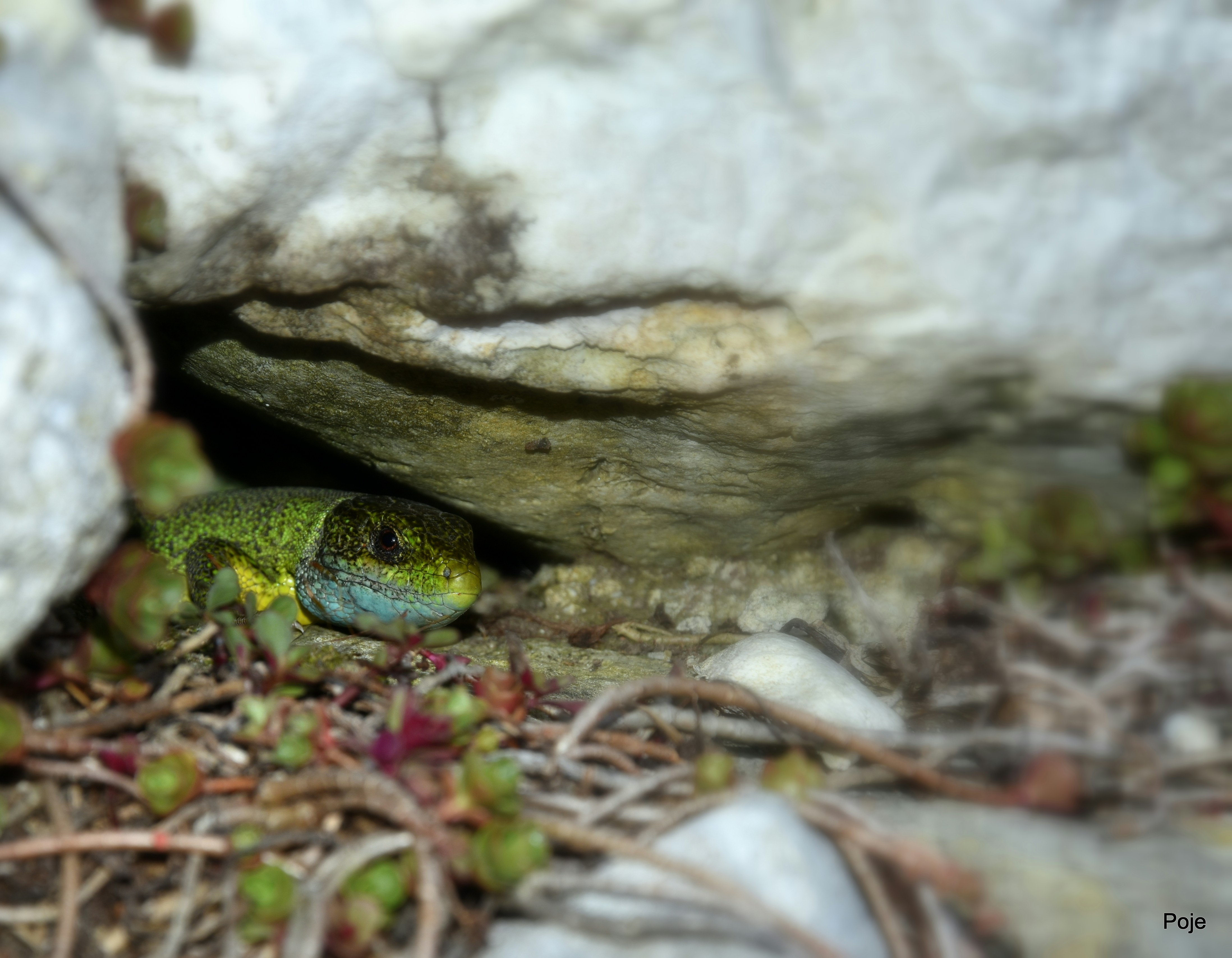 Free Unsplash photo from Medena Rosa