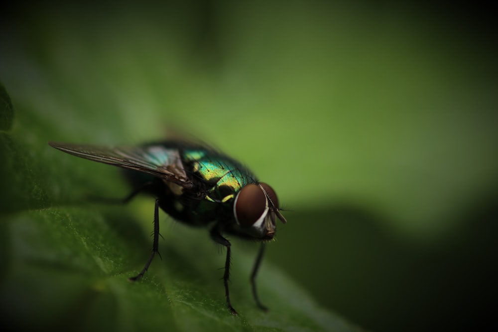 green and brown housefly