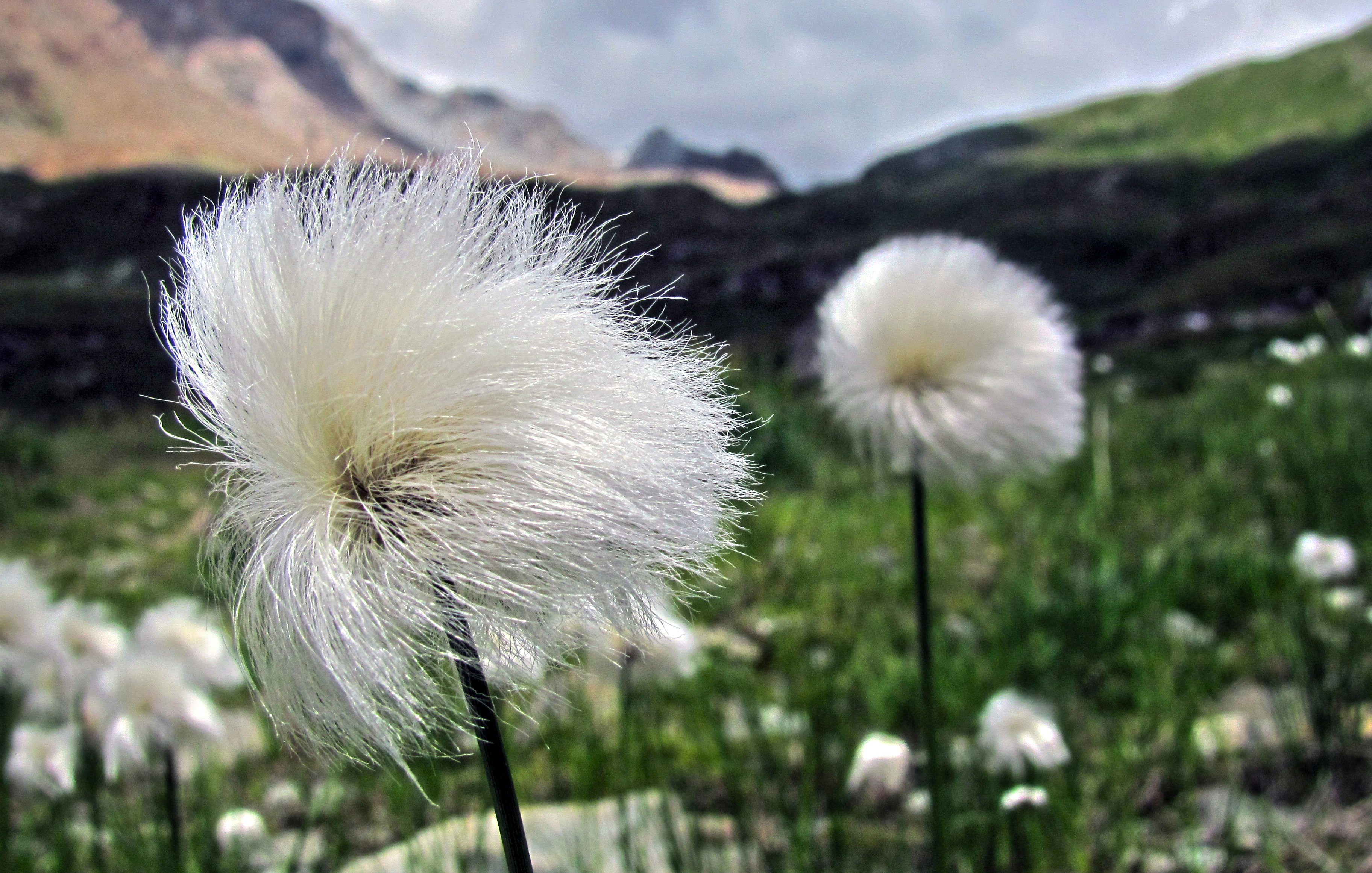 Free Unsplash photo from marco forno