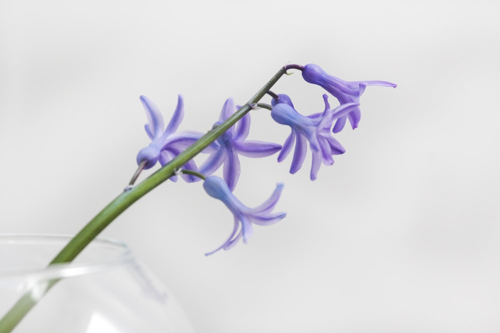 close-up photo of purple petaled flower