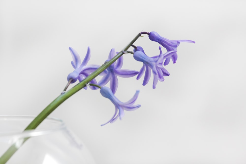 Foto de primer plano de flor de pétalos púrpura