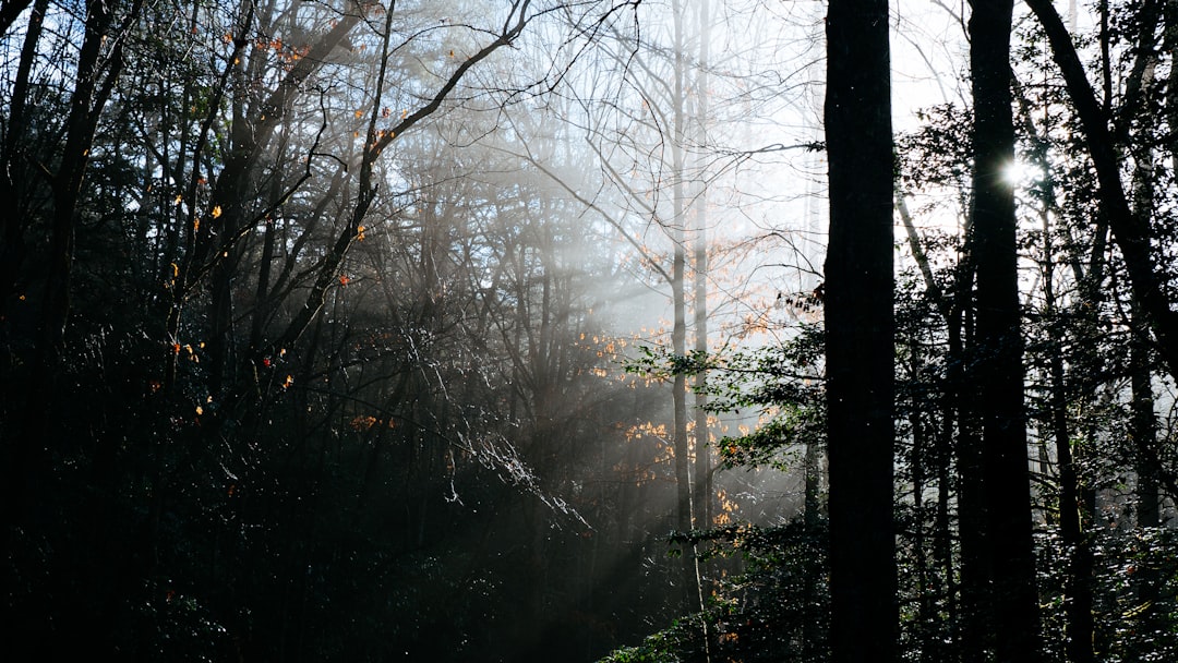 Forest photo spot Great Smoky Mountains Bryson City