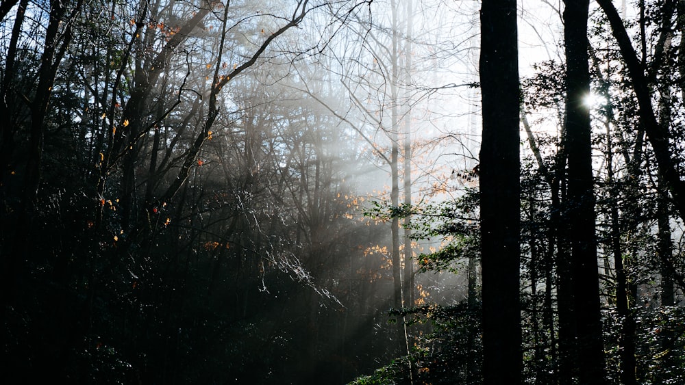 Selektives Foto von schwarzen, hohen Bäumen unter weißem Himmel bei Tag