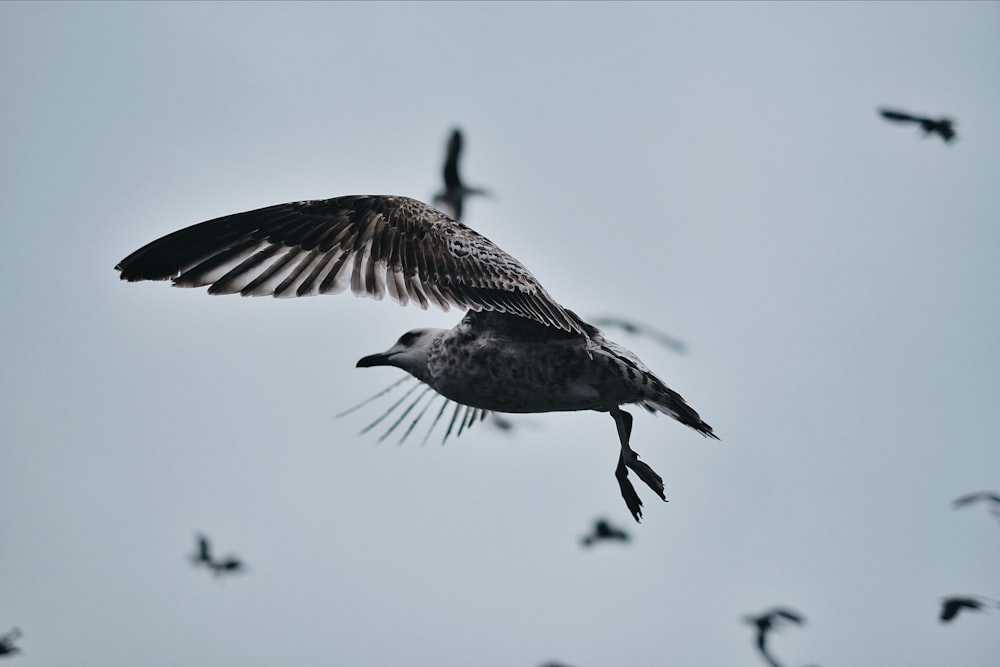 black and white bird