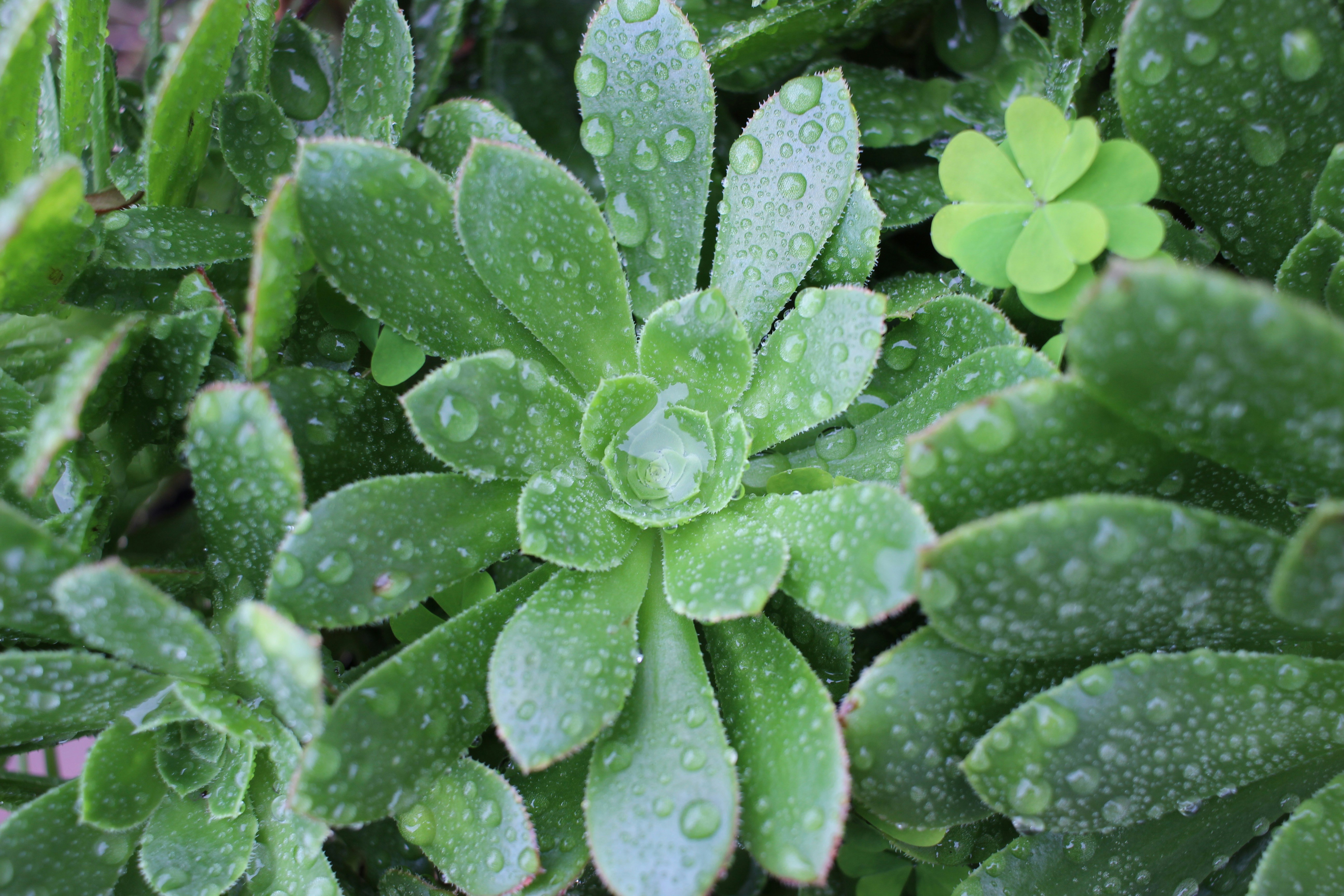Propagation techniques for succulents - Leaf propagation
