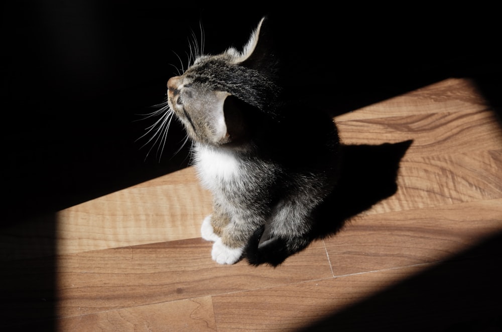 black and brown kitten on brown parquet floor with sunlight