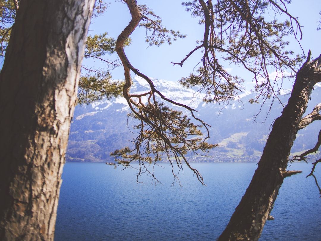 tree near calm body of water during daytime