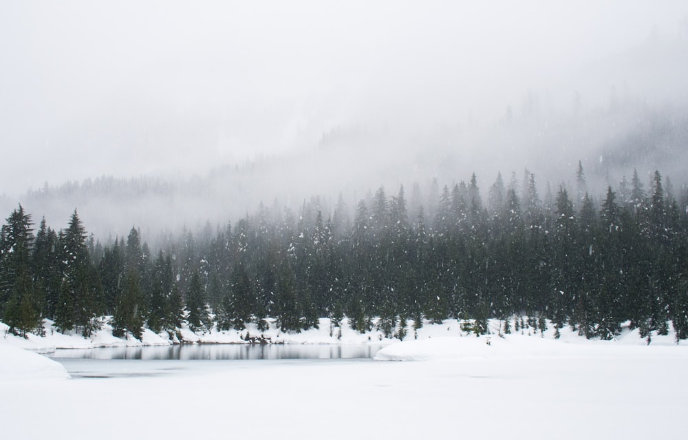 snow field and green pine trees during daytime