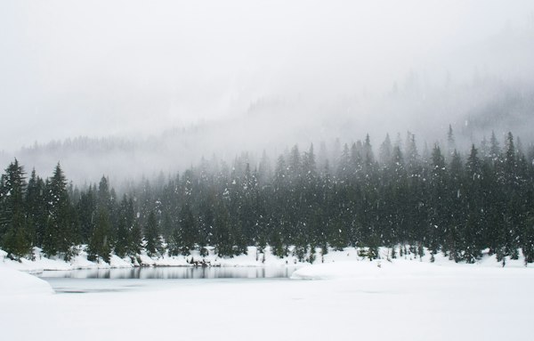 Paisagem de inverno com neve e floresta