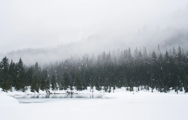 Estonian winter snowy forest