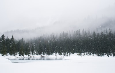 snow field and green pine trees during daytime winter landscape google meet background