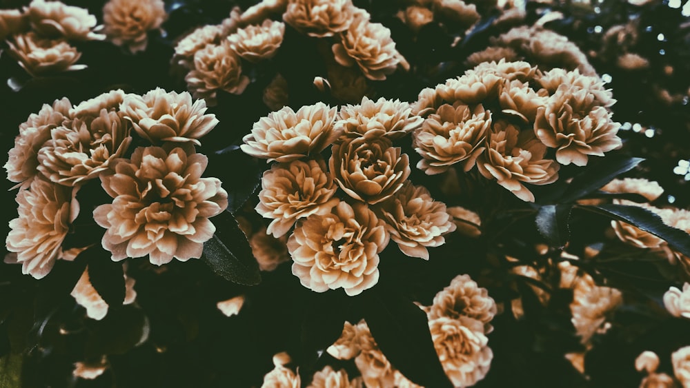 Flores marrones de cama