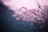 focus photo of pink petaled flowers