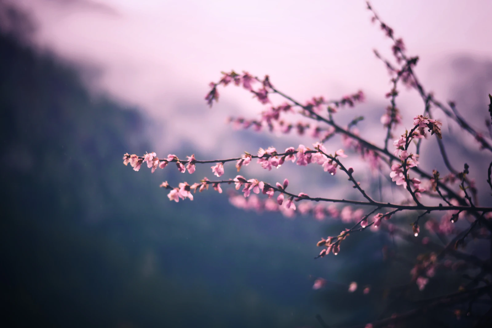 Spring wildflowers and budding trees in a sun-dappled mountain forest