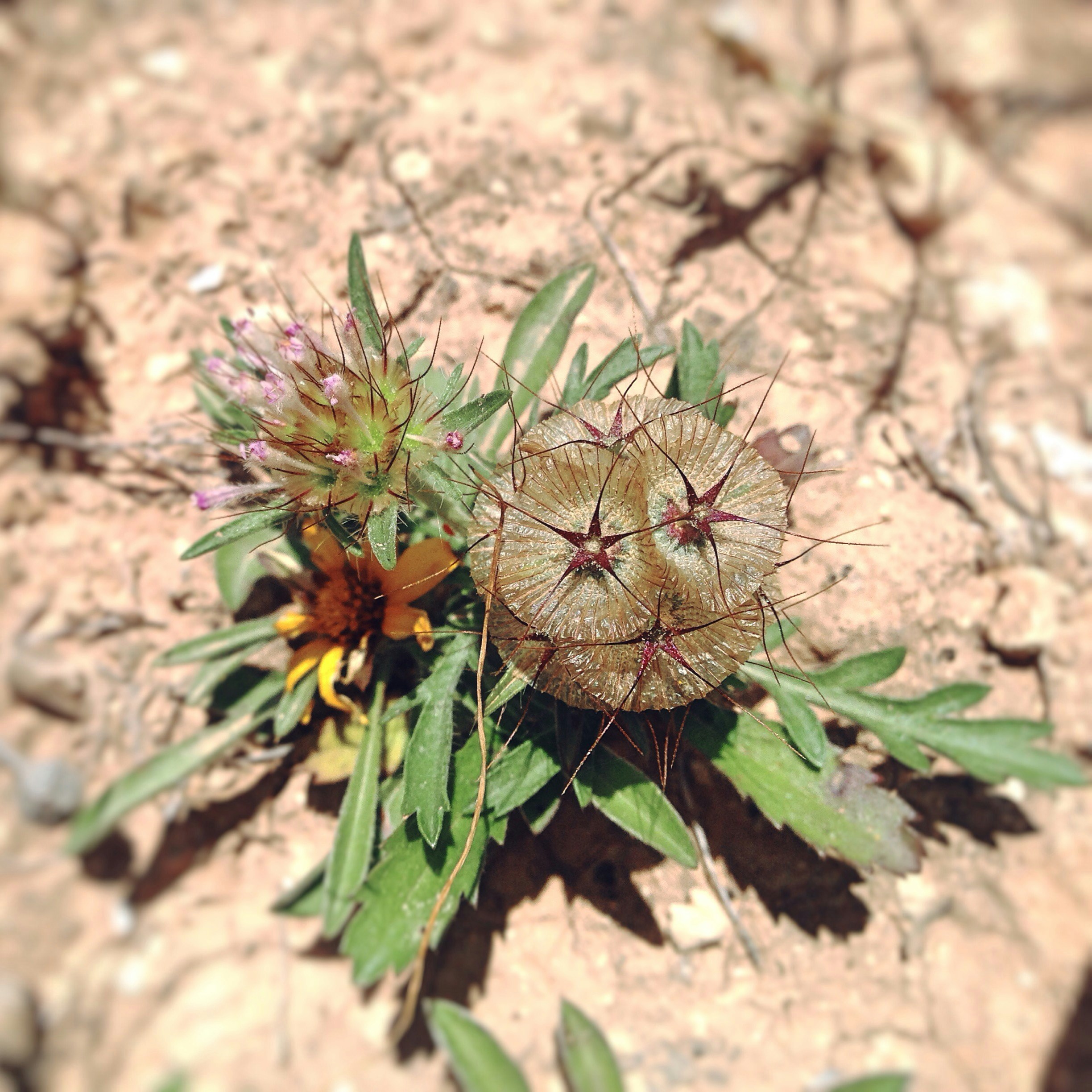 Free Unsplash photo from Abdelkader Kherbouche