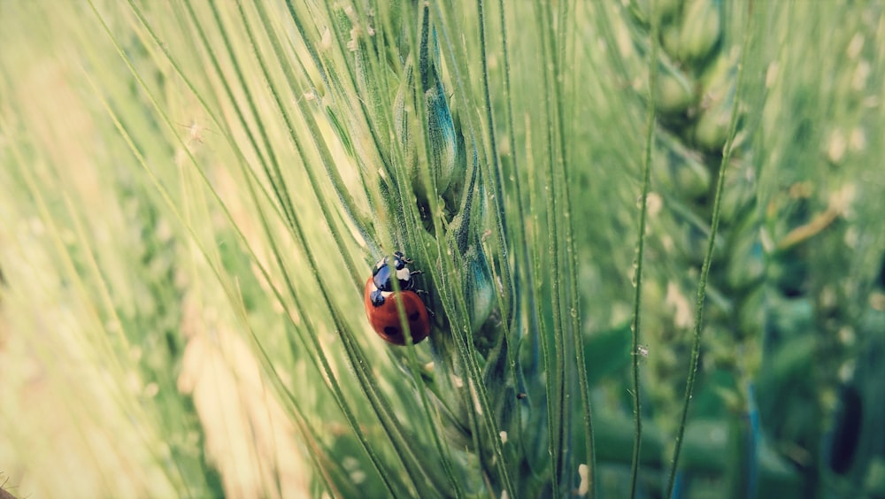 ladybird on green grass