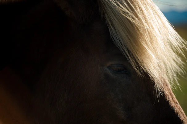 Close-up of a majestic horse's focused eyes and braided mane under bright arena lights.
