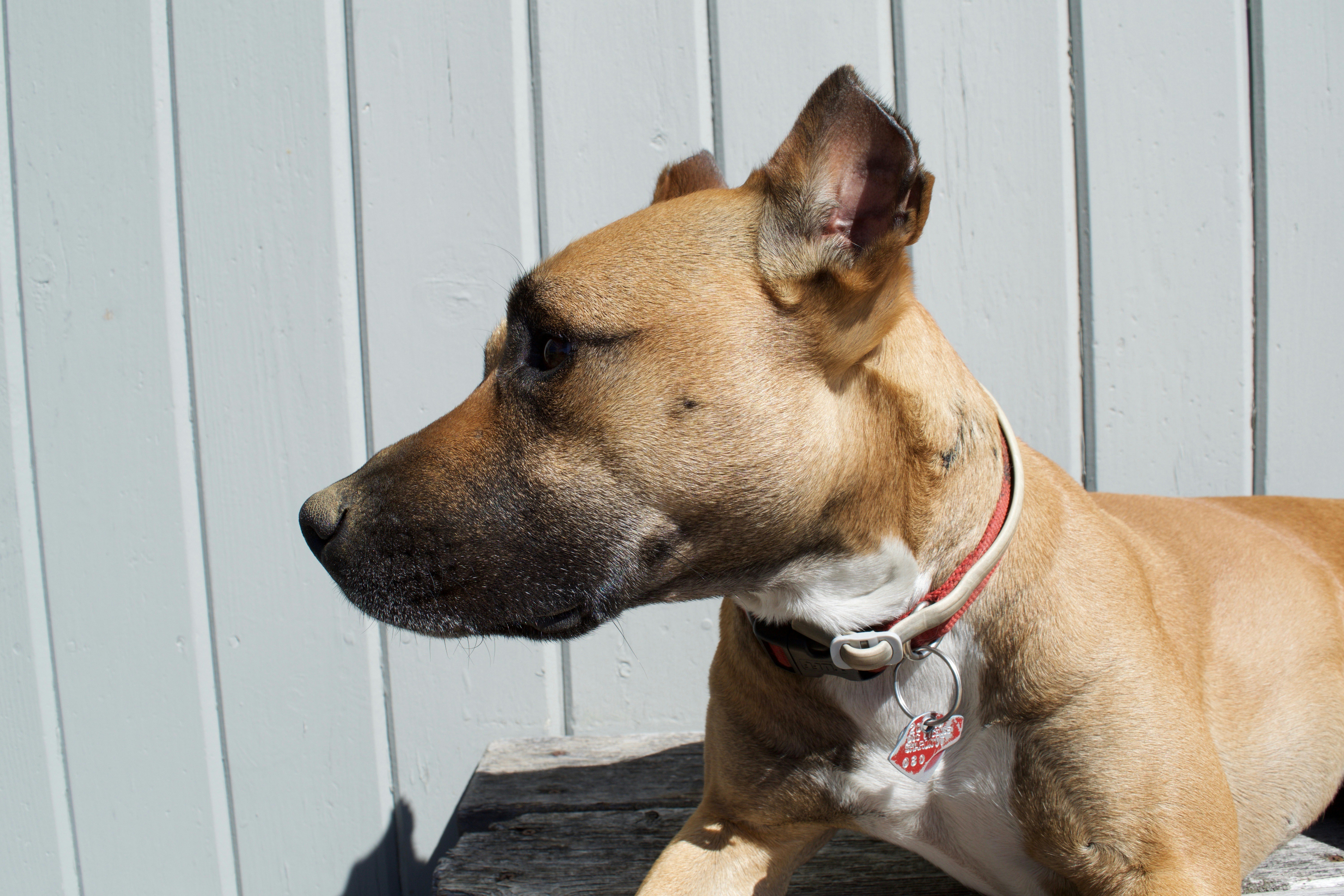 Free Unsplash photo from Ezekiel Elin