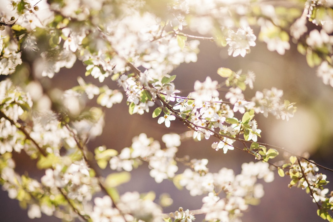 depth of field photography of white petaled flowers