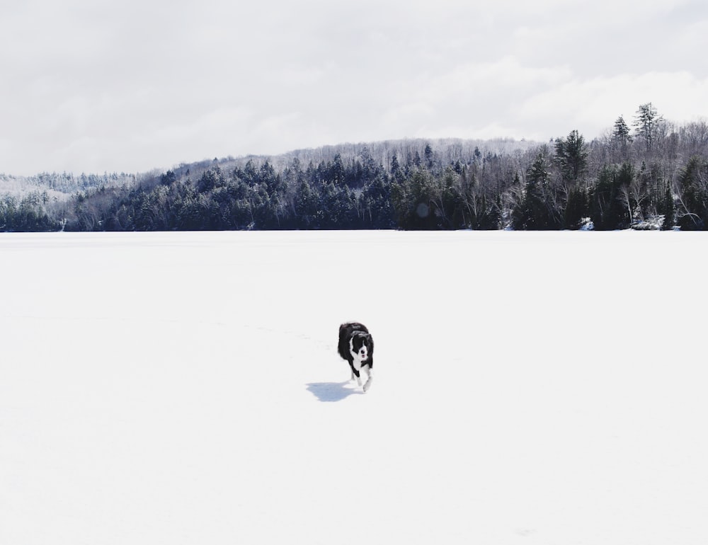 Cachorro branco e preto passeando no campo de neve branca durante o dia