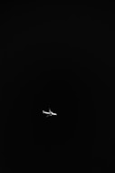 white airplane