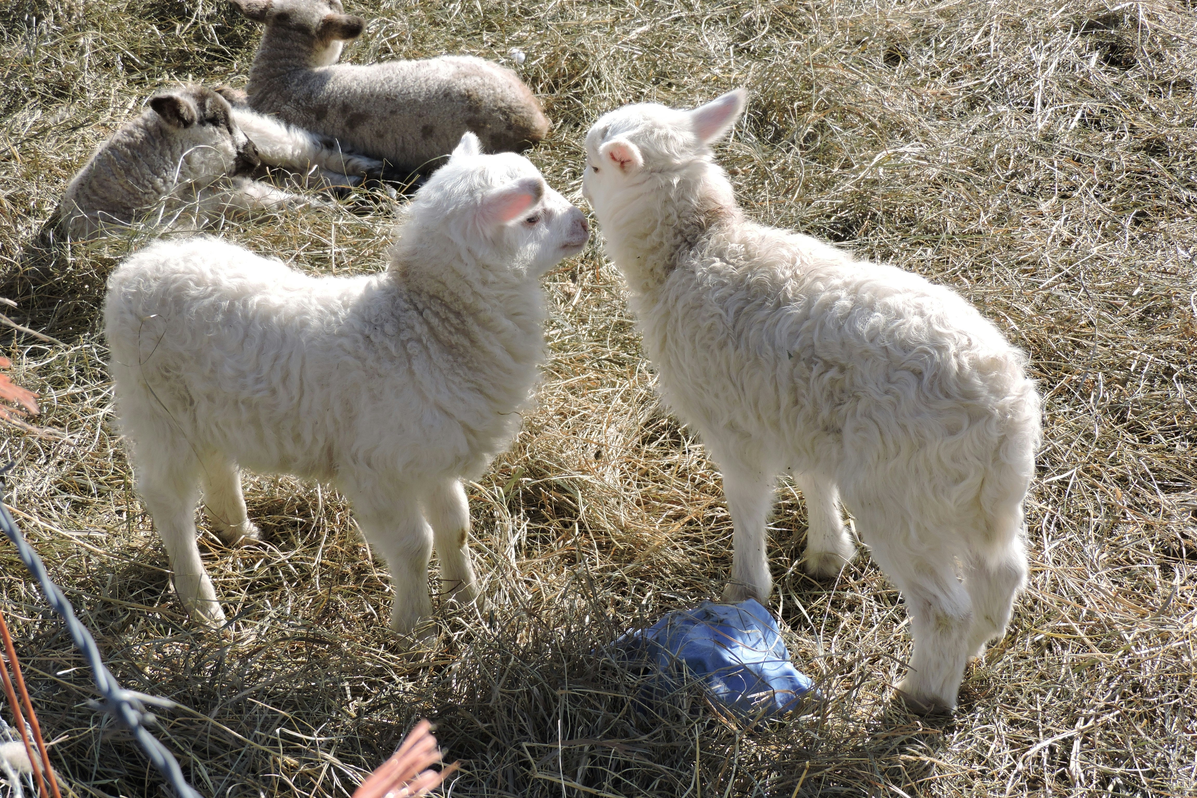 Free Unsplash photo from Lois Maeland