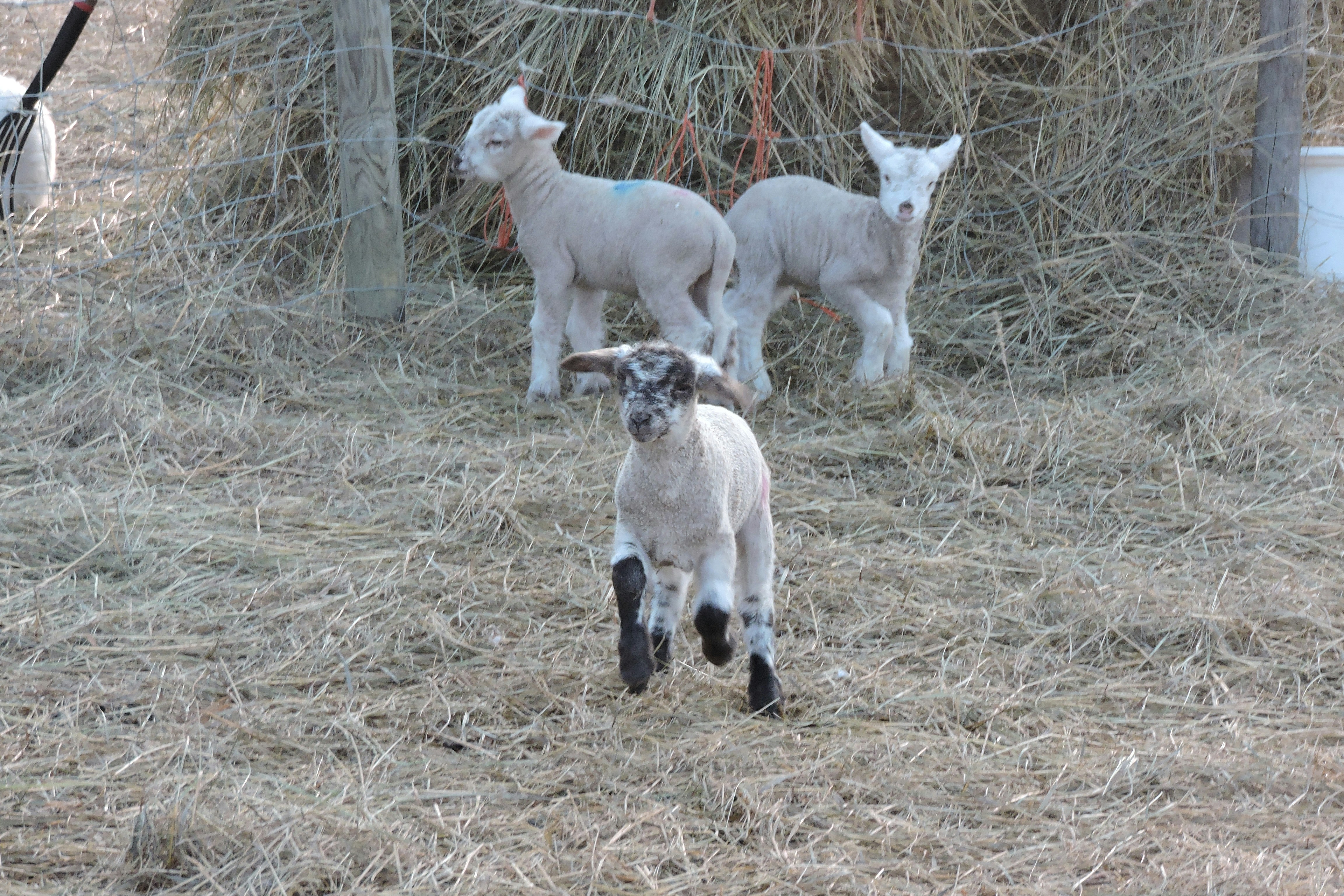 Free Unsplash photo from Lois Maeland