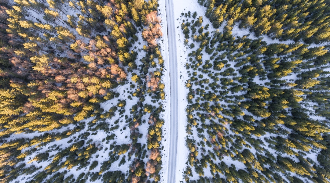 Forest photo spot Lillehammer Norway